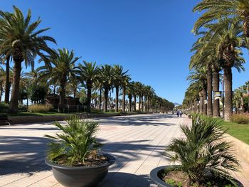 Palm trees by plants against sky