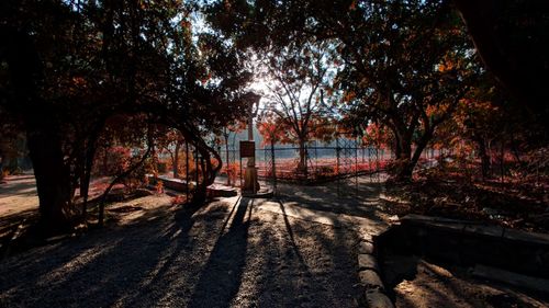 Trees in park during autumn