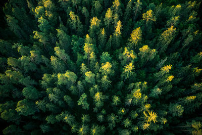 High angle view of pine tree in forest