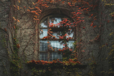 Trees seen through window of building