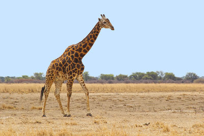 Giraffe standing on field against sky