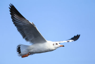 Low angle view of seagulls flying against clear blue sky