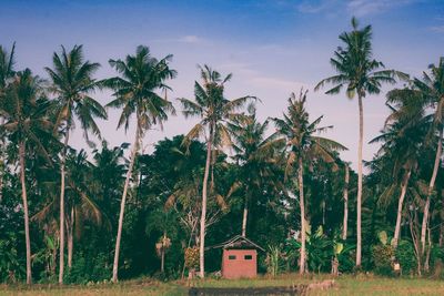 Palm trees against sky