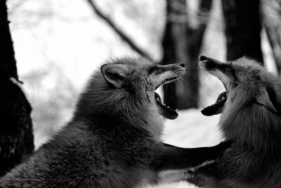 Close-up side view of foxes animals