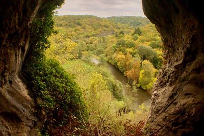 Scenic view of river amidst trees in forest