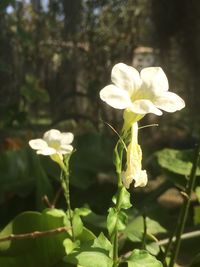 Close-up of white flowers blooming outdoors