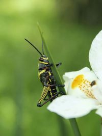 Close-up of insect on flower