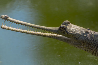 Close-up of lizard on a lake