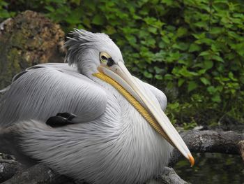 Close-up of pelican on lake