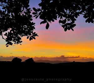 Silhouette of trees at sunset