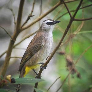 Close-up of bird perching on branch