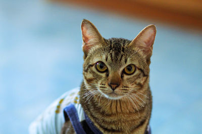 Close-up portrait of tabby cat