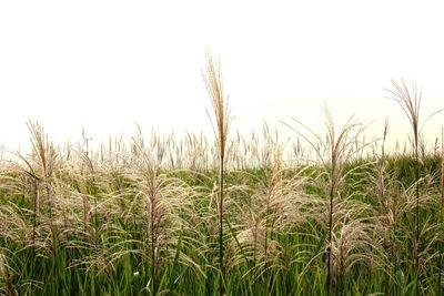 View of stalks in field against clear sky