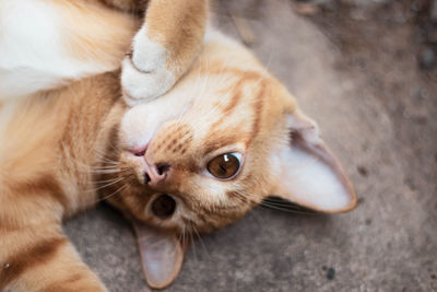 Close-up of a cat