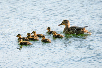 Ducks in a lake