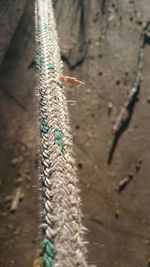 Close up of plant against blurred background