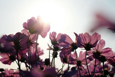 Close-up of flowers against clear sky