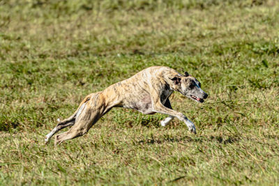 Whippet