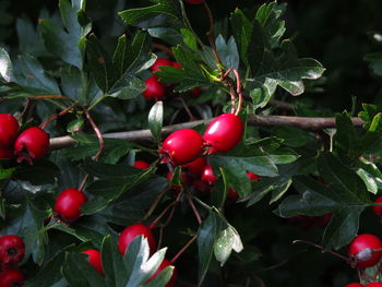 Close-up of red berries growing on tree