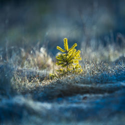 A beautiful conifer tree in the spring. spikes and branches of spruce tree. 