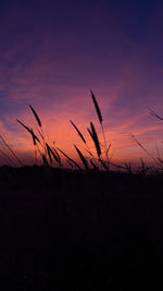 Silhouette plants growing on field against orange sky