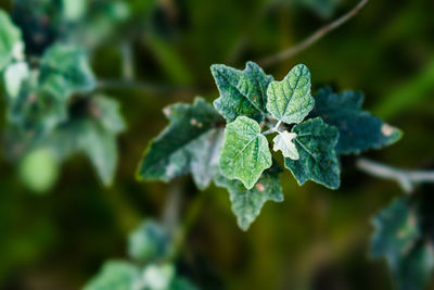 Close-up of plant