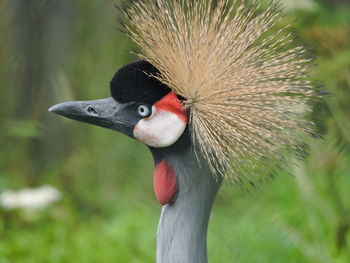 Close-up portrait of a bird