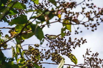 Low angle view of bird perching on tree against sky