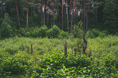 Scenic view of forest