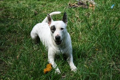 Portrait of dog lying on grass