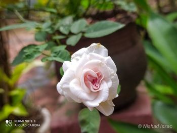 Close-up of white rose