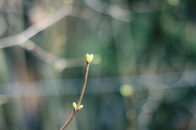 Close-up of flowering plant