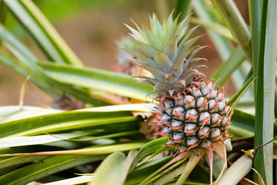 Close-up of fruit growing on plant