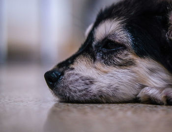 Close-up of dog resting