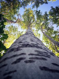 Low angle view of trees