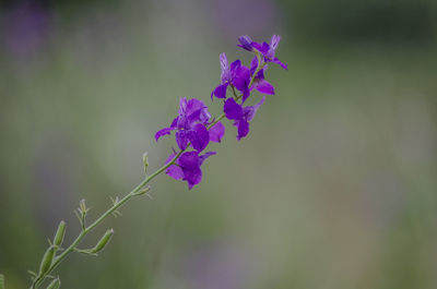 Close-up of purple flowering plant
