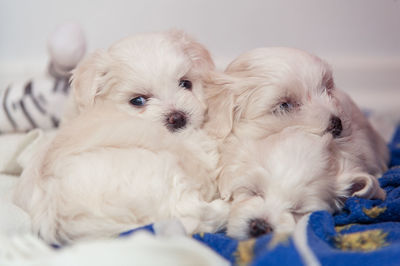 Portrait of two dogs