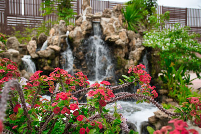 View of red flowering plants in garden