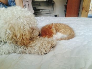 Close-up of dog relaxing on bed