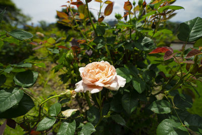 Close-up of pink flowering plant