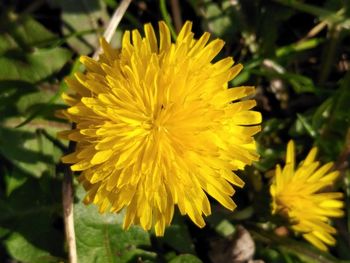 Close-up of yellow flowering plant