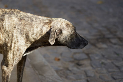 A dog in the sun with a blurred road in the background.