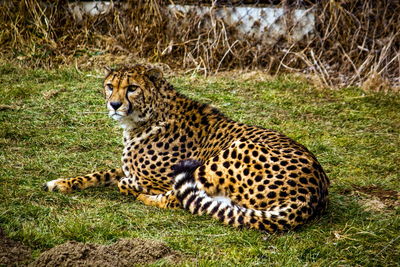 Side view of cheetah sitting on grass in forest