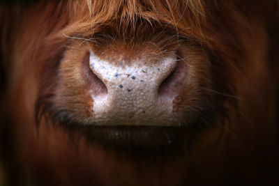 Close-up of a dog