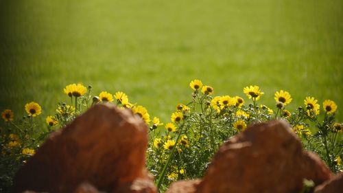Close-up of yellow flowering plant on field shining in the sun 