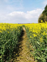 Scenic view of oilseed rape field against sky