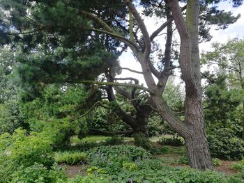 Low angle view of trees