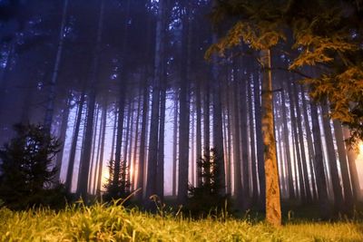 Pine trees in forest