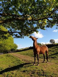 View of a horse on field