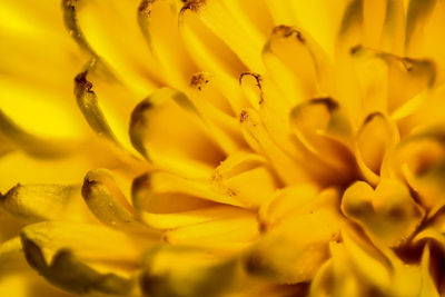 Detail shot of yellow flower